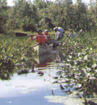 Hopping a beaver dam on Conroys Marsh