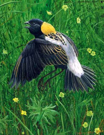 Bobolink. Illustration by Barry Kent MacKay