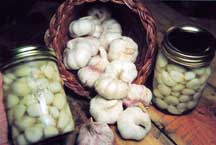 Homemade Perky Pickled Garlic. Photo by Linda Gabris