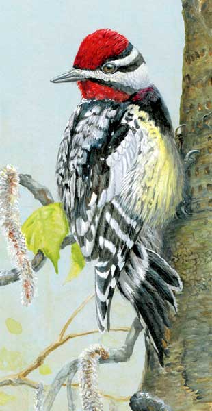 Yellow-bellied Sapsucker. Illustration by Barry Kent MacKay