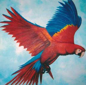 Red Macaw